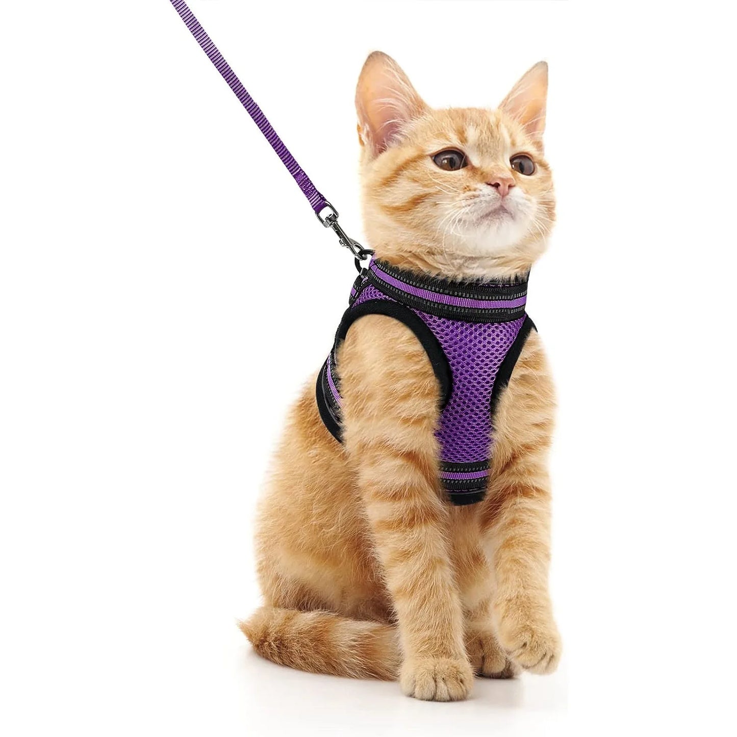 Harnais et laisse pour chat - luniversdesfelins