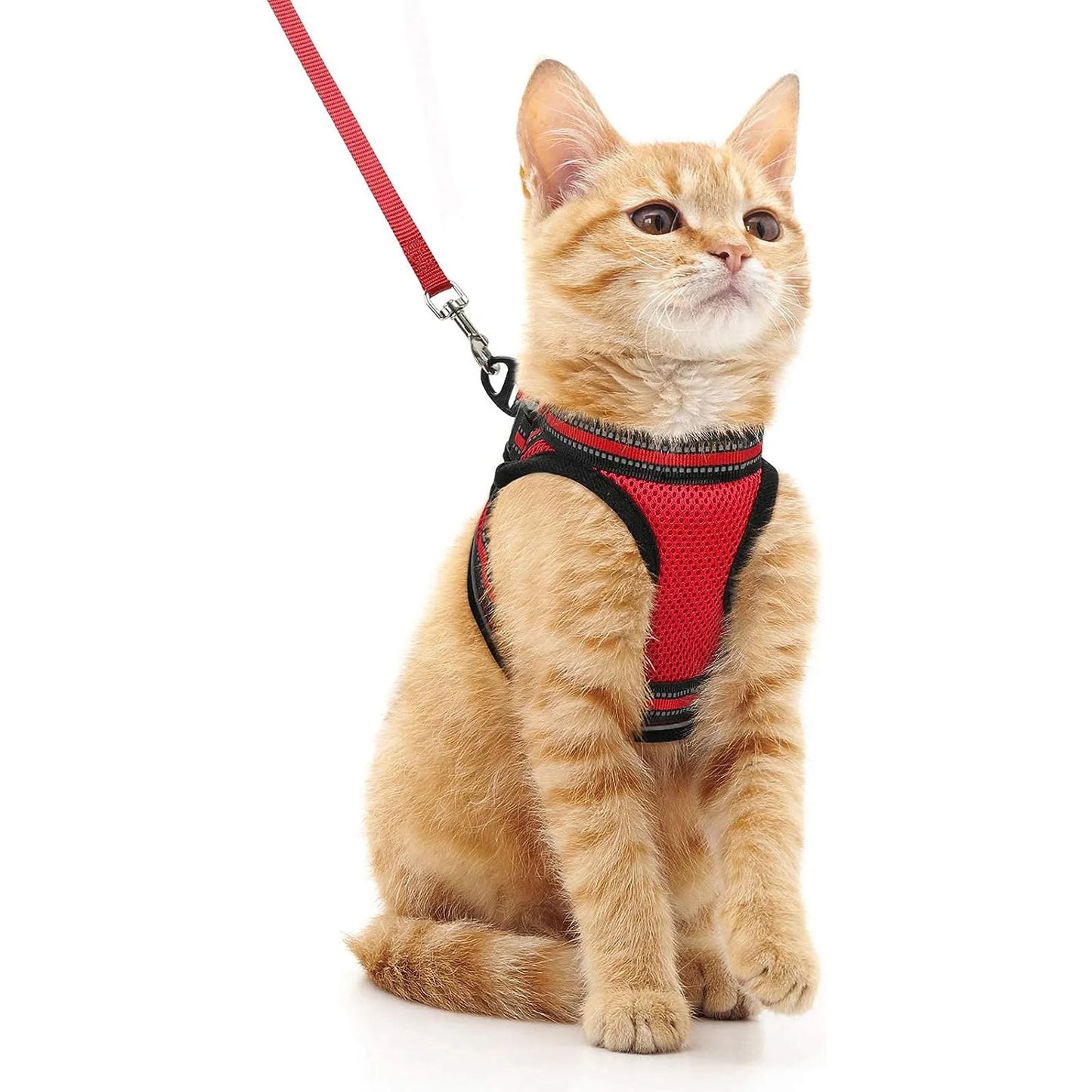 Harnais et laisse pour chat - luniversdesfelins