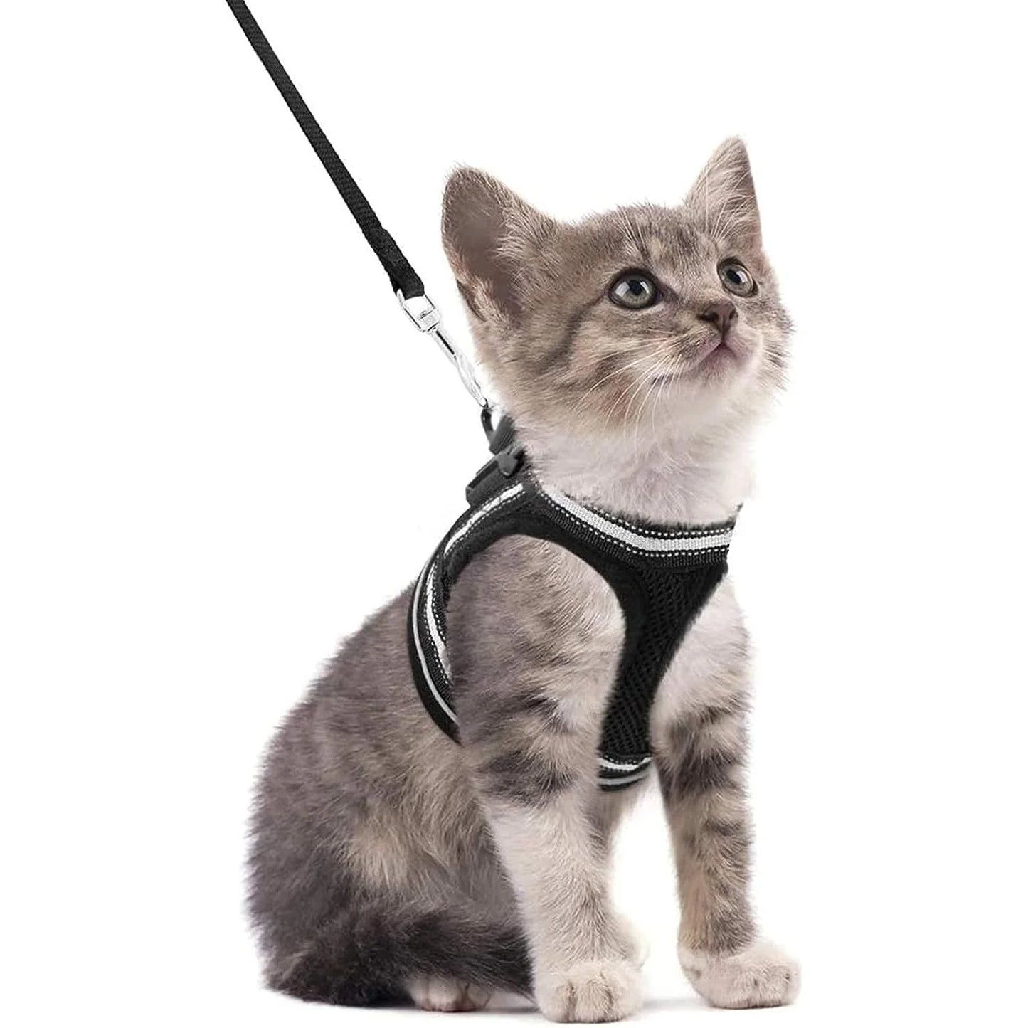 Harnais et laisse pour chat - luniversdesfelins