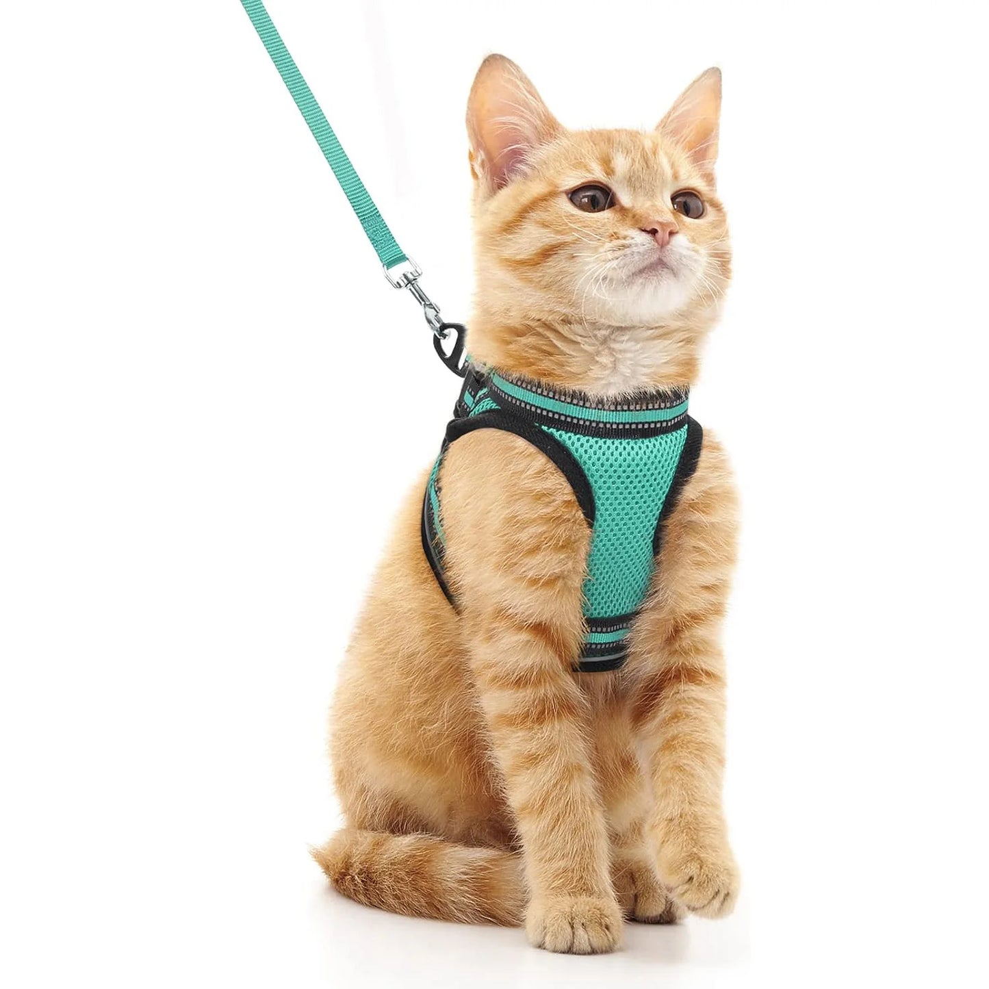 Harnais et laisse pour chat - luniversdesfelins