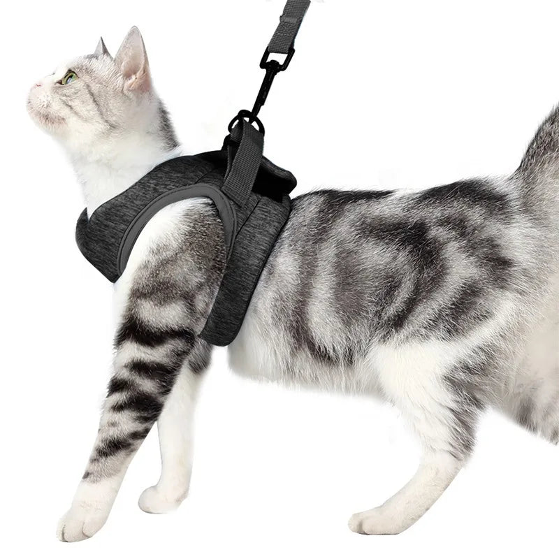 Harnais et gilet pour chatons Anti - évasion pour la promenade - L Univers Des Felins