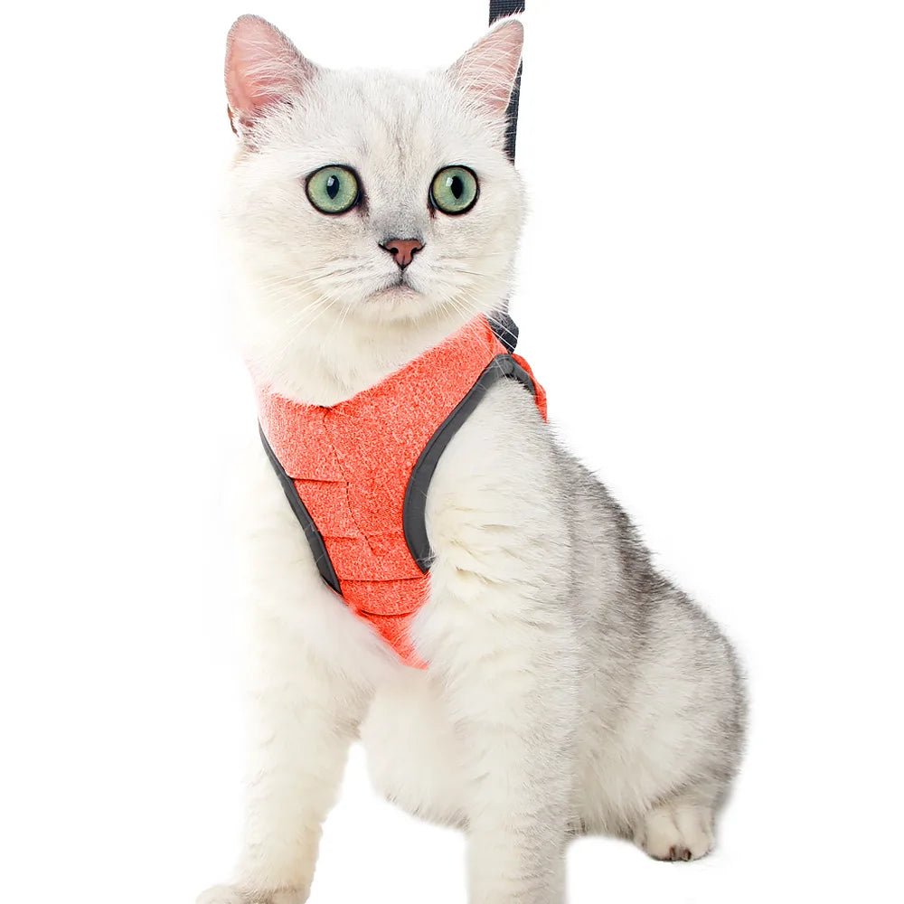 Harnais et gilet pour chatons Anti - évasion pour la promenade - L Univers Des Felins