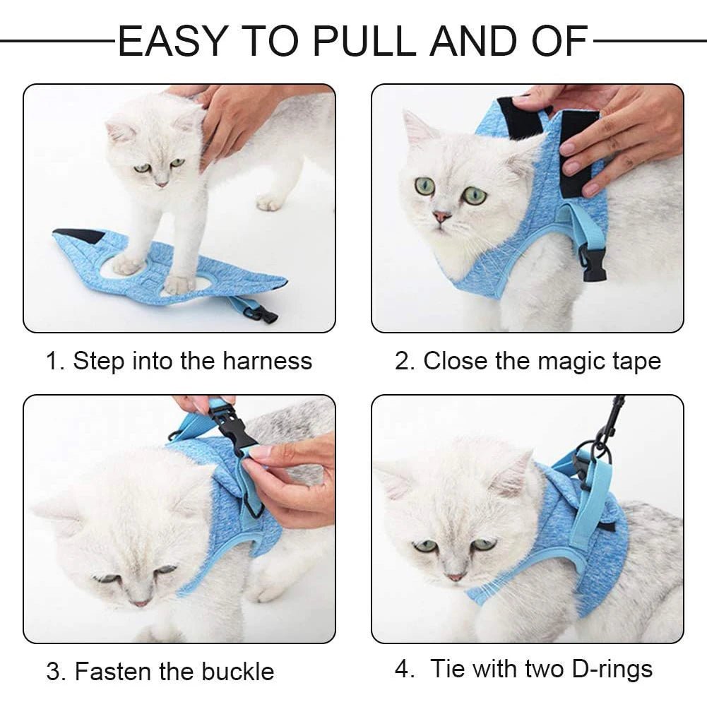 Harnais et gilet pour chatons Anti - évasion pour la promenade - L Univers Des Felins