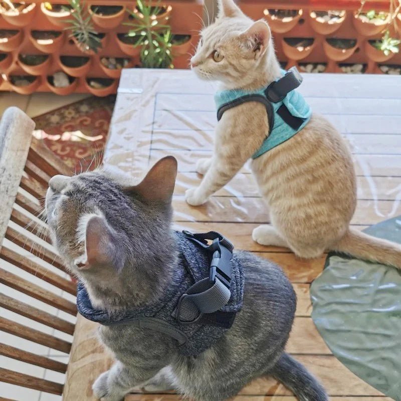 Harnais et gilet pour chatons Anti - évasion pour la promenade - L Univers Des Felins