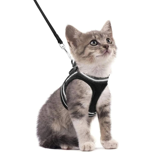 Harnais et laisse pour chat - luniversdesfelins