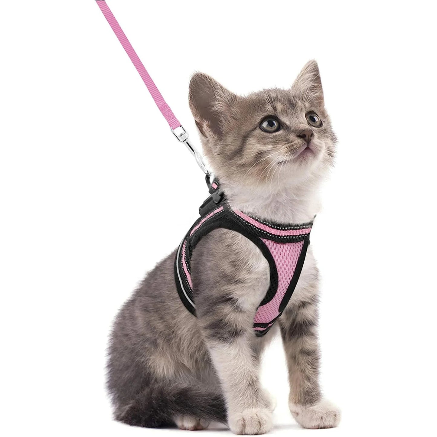 Harnais et laisse pour chat - luniversdesfelins